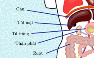 Chức năng của các cơ quan nằm bên phải cơ thể