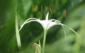 Kỳ diệu Náng hoa trắng kháng ung thư