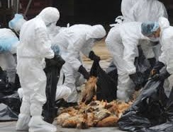 Phát hiện virus H6N1 lây từ gia cầm sang người