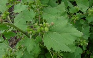 Ké đầu ngựa chữa bướu cổ