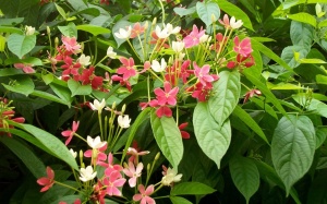 Tẩy giun an toàn cho trẻ bằng thực phẩm