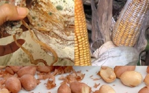 Nấm mốc ở thực phẩm khô - Tác nhân gây ung thư