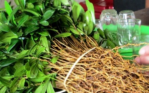 Giống cây 'thần dược' xáo tam phân 'cháy hàng'