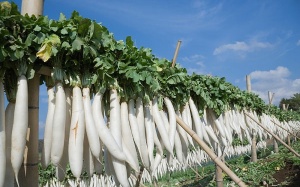 Món ngon thuốc tốt với củ cải trắng