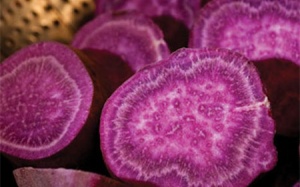 Khoai lang tím - nguồn anthocyanin chống gốc tự do