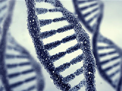 Ký ức có thể di truyền qua nhiều thế hệ