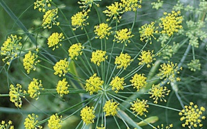 Bài thuốc hay từ cây thìa là