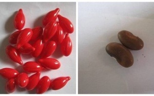 Chuyện hi hữu: Phát nhầm vitamin A bằng hạt đậu