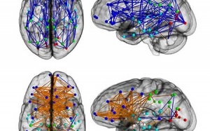 Bằng chứng về khác biệt não bộ giữa nam và nữ