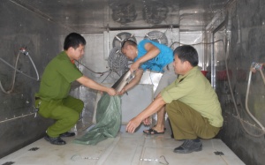 Bắt giữ 810 kg cá tầm không rõ nguồn gốc