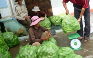 Lại phát hiện dư lượng thuốc bảo vệ thực vật trong rau xanh