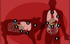 Nuôi thận người từ thận heo