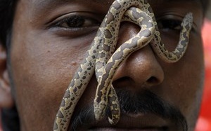 Con người sẽ trẻ lâu hơn nhờ... chất từ nọc rắn độc