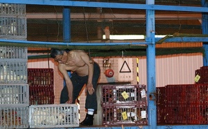 Trung Quốc: Phát hiện virus cúm H7N9 tại Thâm Quyến