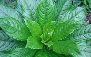 Xương xông trị phong thấp, giải cảm