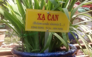 Những bài thuốc nam trị viêm thanh quản