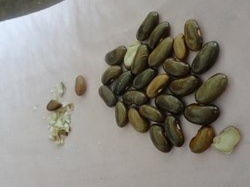 Y tá nhầm đậu là Vitamin bị thôi việc