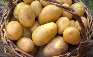 Khoai tây - đủ đường ích lợi