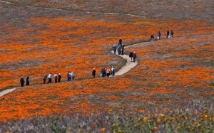 Nơi hoa anh túc ngang nhiên khoe sắc...