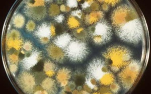 'Thủ phạm' gây dị ứng trong nhà mùa đông