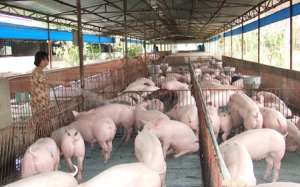 Nguy cơ ung thư rất cao từ 'thịt bẩn'