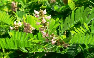 Tác dụng chữa bệnh của cam thảo dây