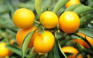 Quả quất - không chỉ 'kiện tỳ, thông phổi'