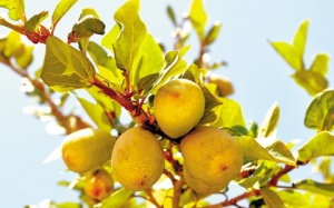 Quả thằn lằn giúp tăng cường sức mạnh nam giới