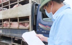 Cuối năm: Lại rộ rau, thịt lạm dụng chất cấm và kháng sinh