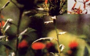 Bài thuốc giúp trị xơ vữa mạch vành