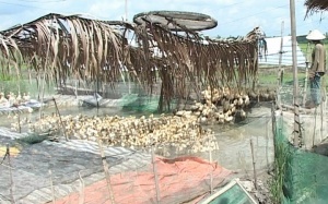 Bạc Liêu: Phát hiện ổ dịch cúm gia cầm hơn 1.500 con