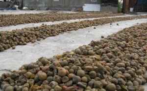 Rùng mình cảnh chôn sấu, quất đến thối làm mứt