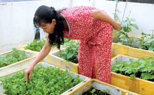 Những 'nông dân' nhà hộp