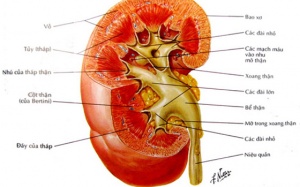 Tập huấn Chăm sóc bệnh nhân thận sau ghép