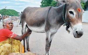 Sữa lừa – 'thuốc quý' trị bệnh đường hô hấp ở trẻ