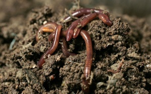 Con người có thể sống đến 500 tuổi?