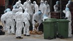 Hong Kong: Ca nhiễm virus cúm gia cầm H9N2 đầu tiên sau 4 năm