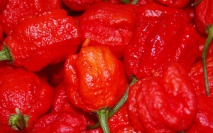 Ớt Carolina Reaper 'công phá' ngang bình xịt hơi cay