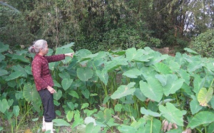 Kinh hoàng ung thư 'ăn' làng