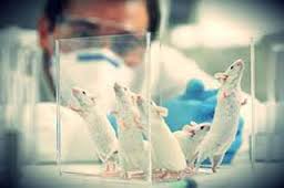 Cách mới giúp tế bào gốc tránh bị đào thải