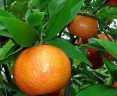 Bài thuốc từ quýt có công dụng như... Viagra