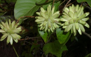 Hướng nghiên cứu điều trị ung thư đầy hứa hẹn