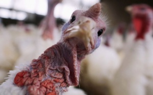 Mỹ công bố  quy định mới nhằm hạn chế 'thịt nhiễm kháng sinh'