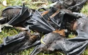 Úc: 'Mưa' xác dơi khiến người dân hoảng hốt