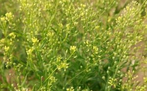 Sẽ có dầu thực vật thay thế dầu cá?