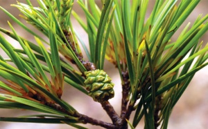 Phát hiện thông Tây Nguyên có dược tính trị ung thư