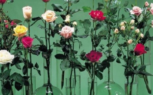 Cắm hoa theo phong thủy trong ngày Tết