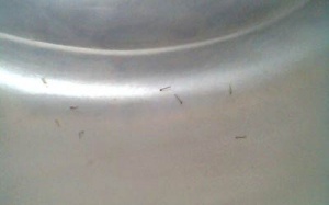 Tá hỏa thấy bình nước lọc có lăng quăng