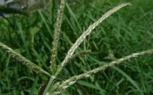 Bài thuốc Nam giúp người nhiễm HIV/AIDS kéo dài thời gian sống