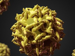 Thế giới virus nguy hiểm dưới ống kính hiển vi